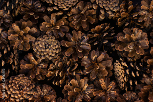 Pine cones from different sides. Wallpaper, texture. 