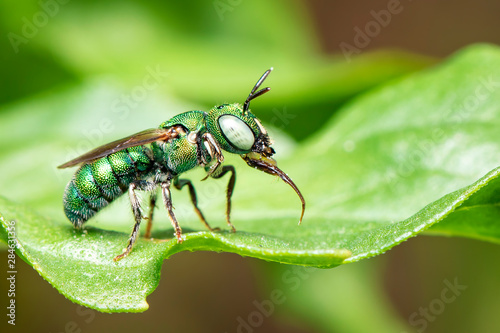 Image of Ceratina (Pithitis) smaragdula on green leaf on a natural background. Bee. Insect. Animal. © yod67