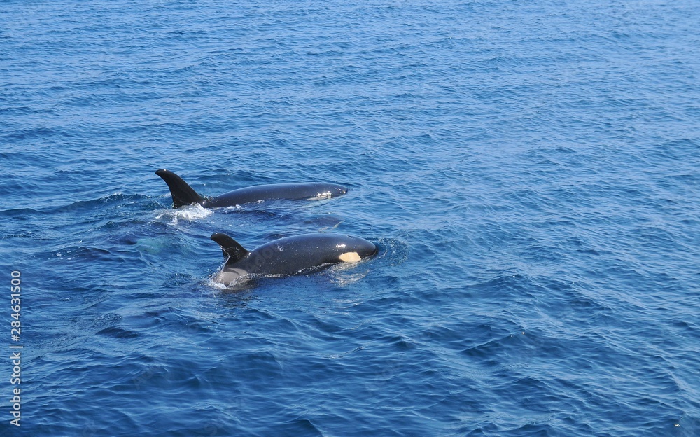 Fototapeta premium Orca in Japan
