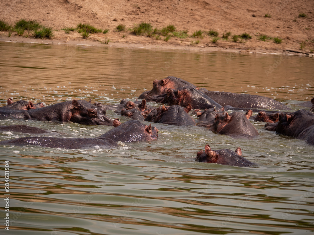 Hippopotamus in natural habitat, East Africa Hippopotamus in natural habitat, East Africa