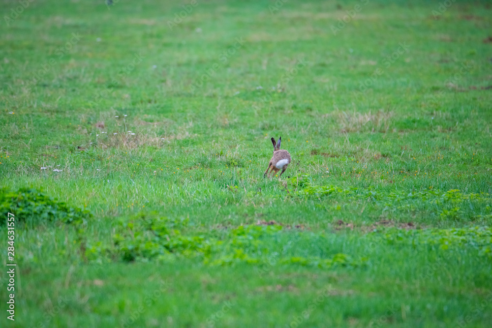 a bunny on a field with green  background
