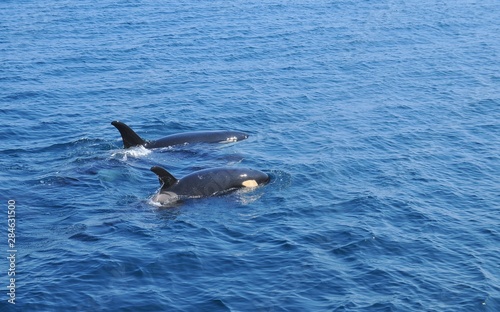 Orca in Japan