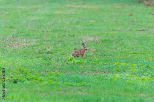 a bunny on a field with green  background © Matthias