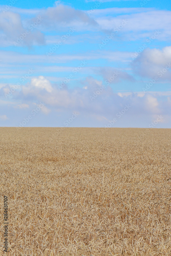 Fototapeta premium wheat field and blue sky with clouds