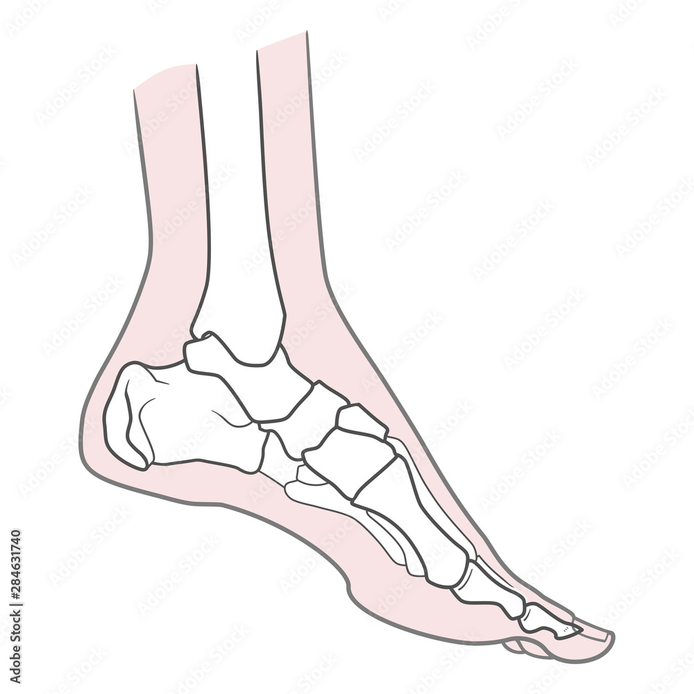 Left Foot Anatomy