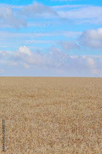 wheat field and blue sky with clouds