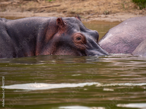 Hippopotamus in natural habitat, East Africa 