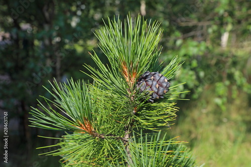 Pinus sibirica. Siberian cedar on a Sunny summer day