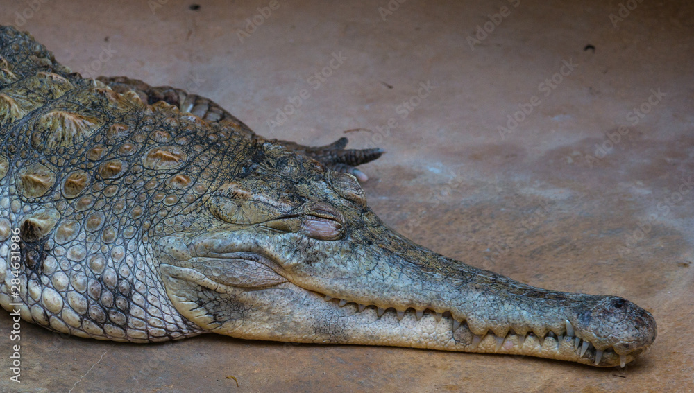 Fototapeta premium Crocodile