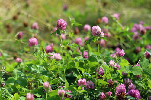Trifolium pratense. Red clover flowers on a Sunny day