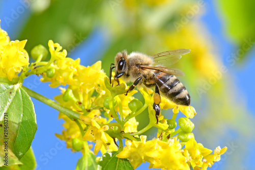 Honigbiene (Apis mellifera) - honey bee photo