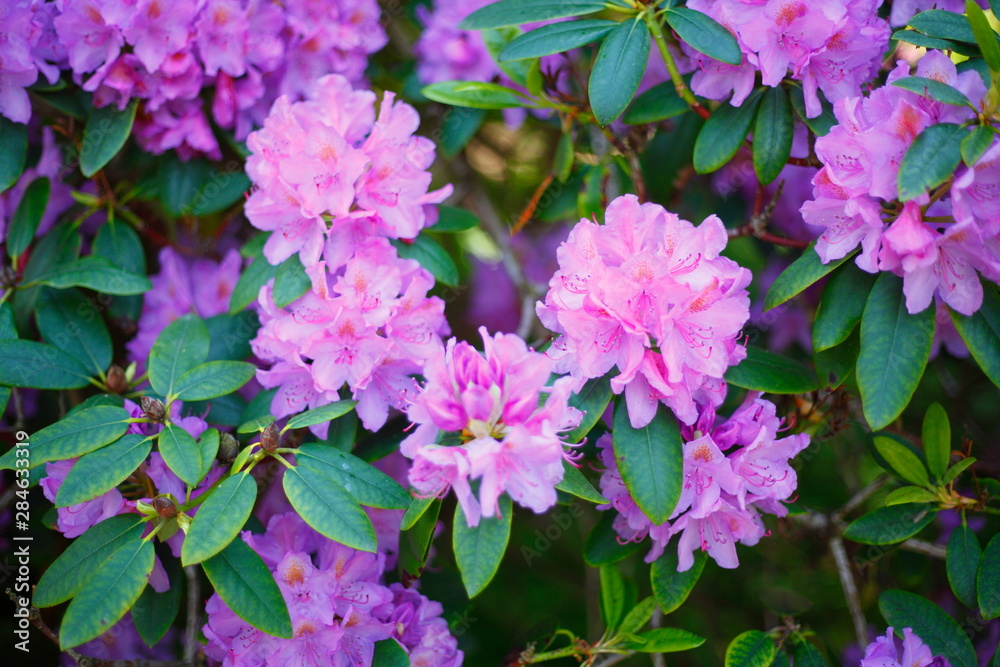 Lila Rhododendronblüte, Close-Up, Deutschland