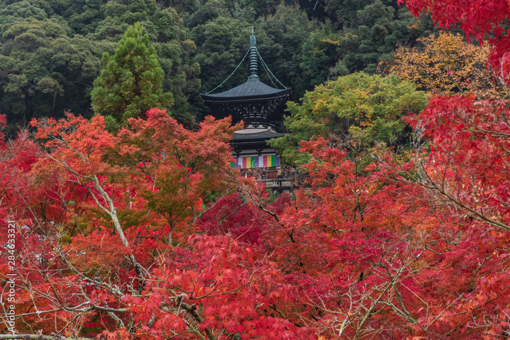 Refreshing autumn in Kyoto,Japan