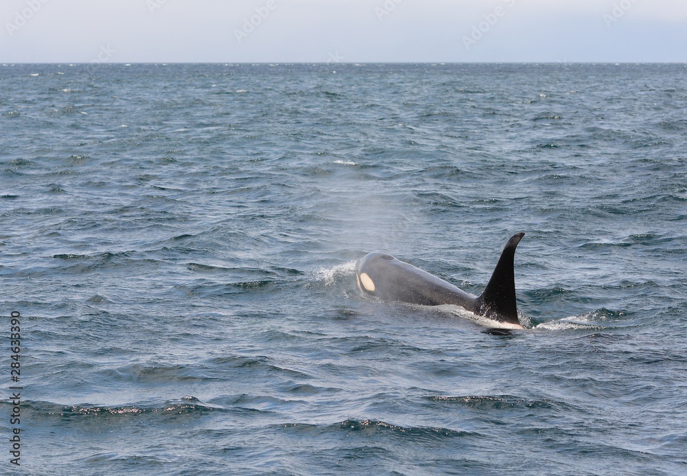 Fototapeta premium Orca in Japan