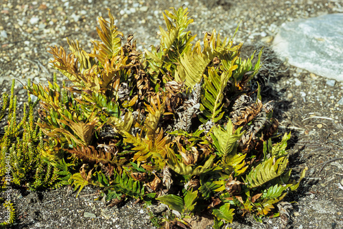Fougère, Blechnum magellanicum , Iles Falkland, Iles Malouines
