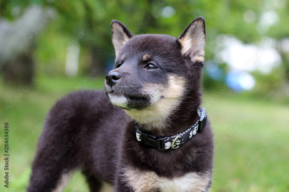 little adorable black puppy shiba-inu