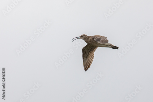 Courlis Corlieu  oiseau des iles f  ro  