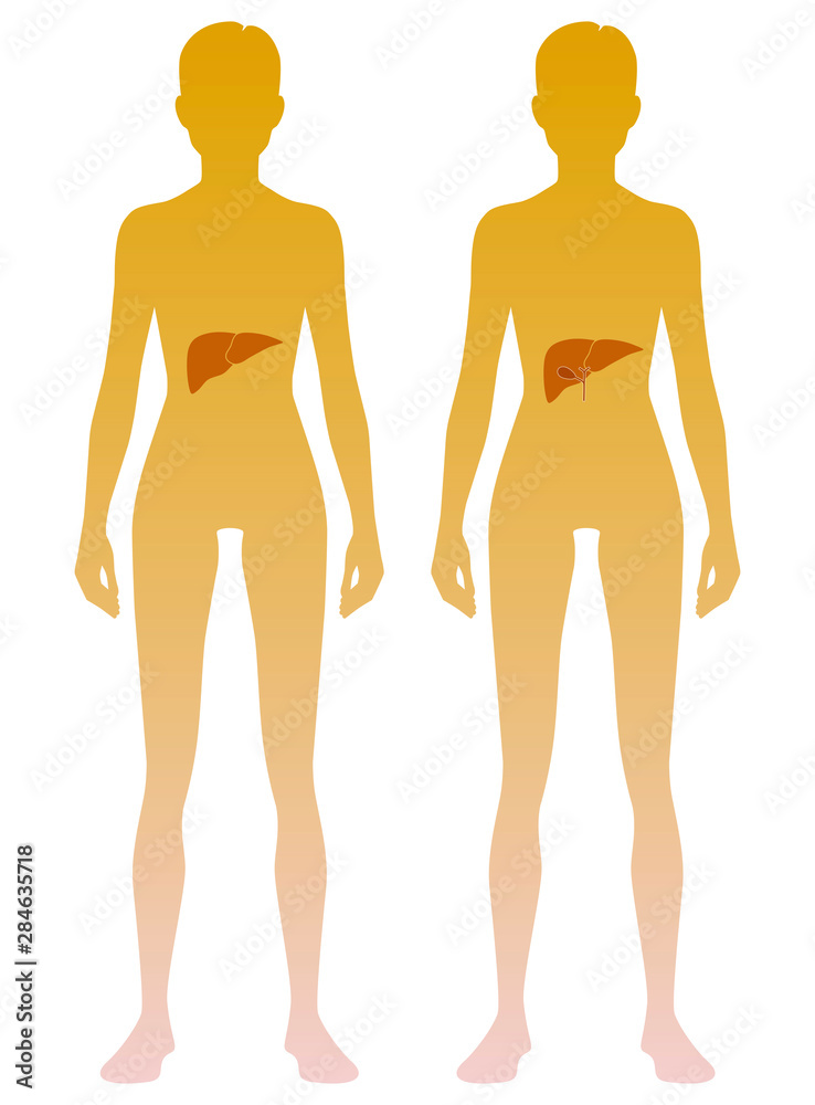 Woman silhouette with liver and gall bladder location on body. Illustration Woman silhouette with liver and gall bladder location on body. Illustration