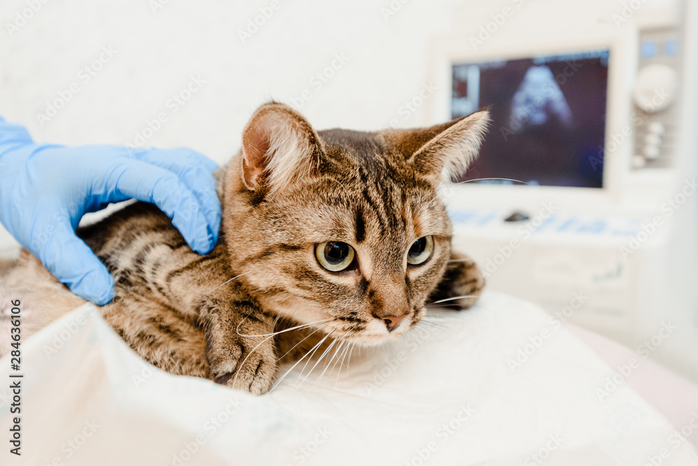 Veterinarian examining cat using ultrasound in vet clinic Veterinarian examining cat using ultrasound in vet clinic