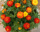 A patio planter full of french marigolds