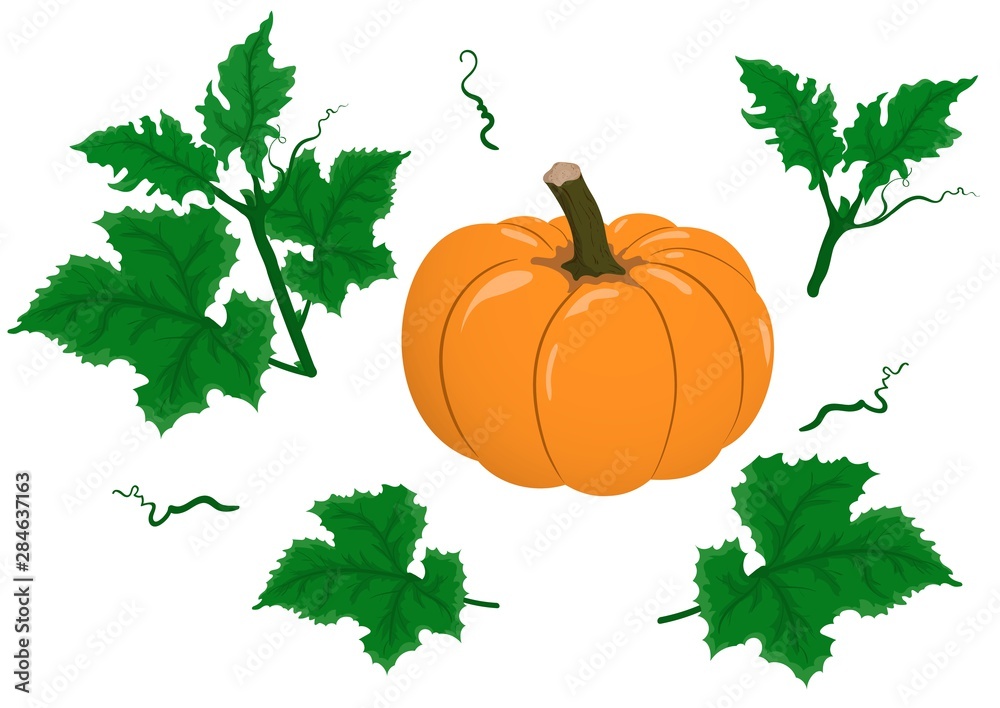 Vector set of pumpkin, green leaves, sprout on white background. Cartoon flat pumpkin. Autumn orange organic vegetable. Design element for poster, banner, thanksgiving day, halloween, harvest festival