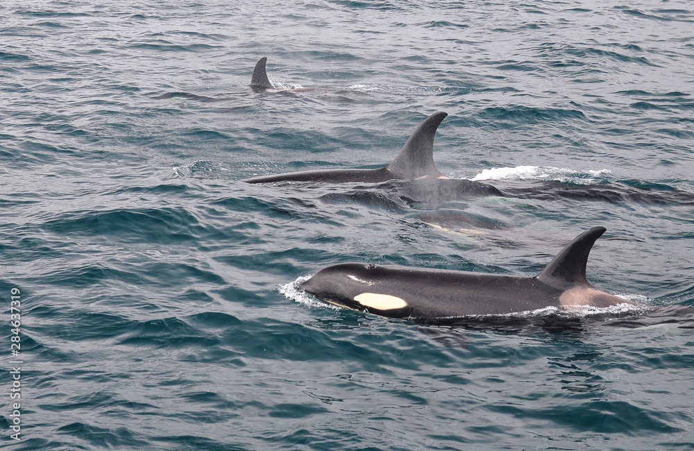 Fototapeta premium Orca in Japan