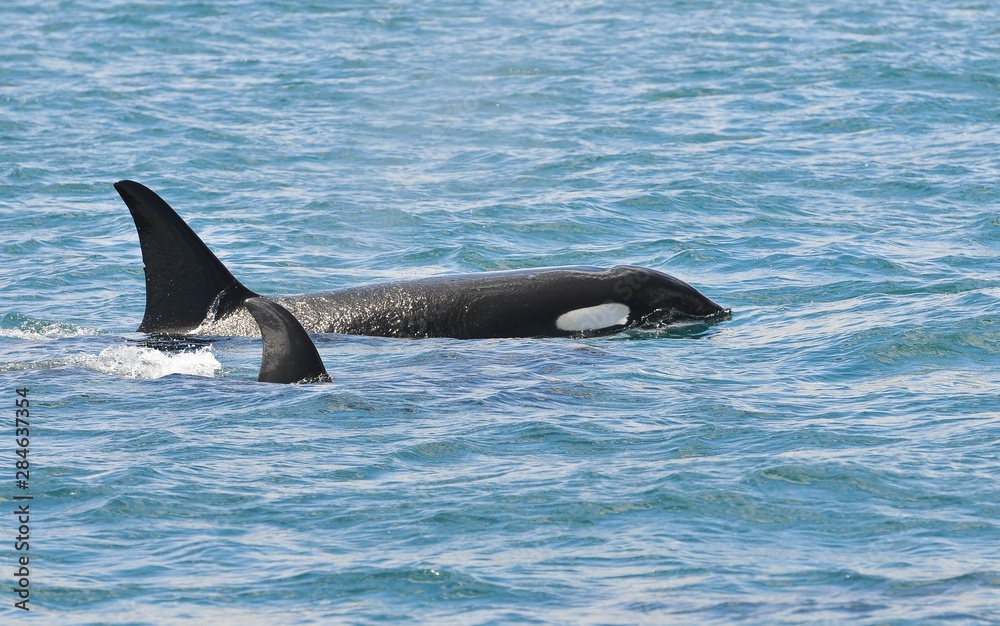 Fototapeta premium Orca in Japan