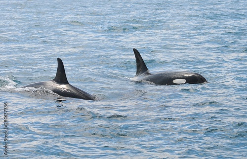 Orca in Japan