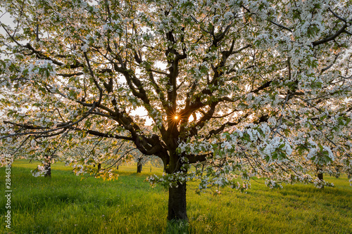 Kirschblüte im Sonnenaufgang