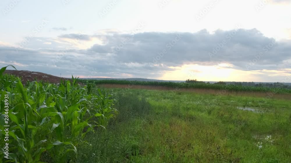 Beautiful green corn field at sunset with blue sky and clouds. Beautiful green corn field at sunset with blue sky and clouds.