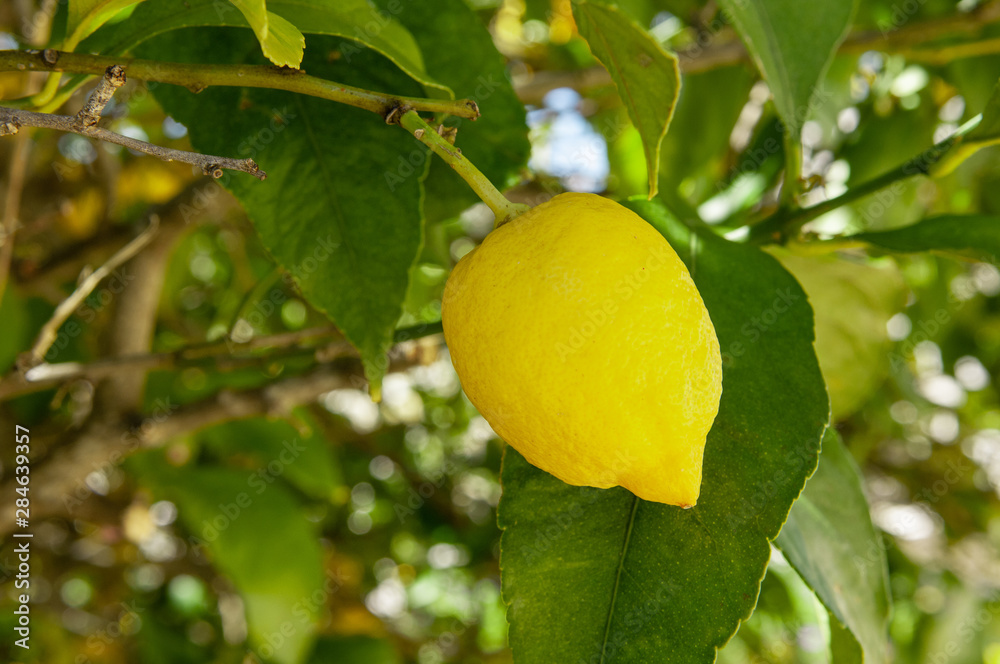 Lemons growing on a lemon tree, Portugal Lemons growing on a lemon tree, Portugal