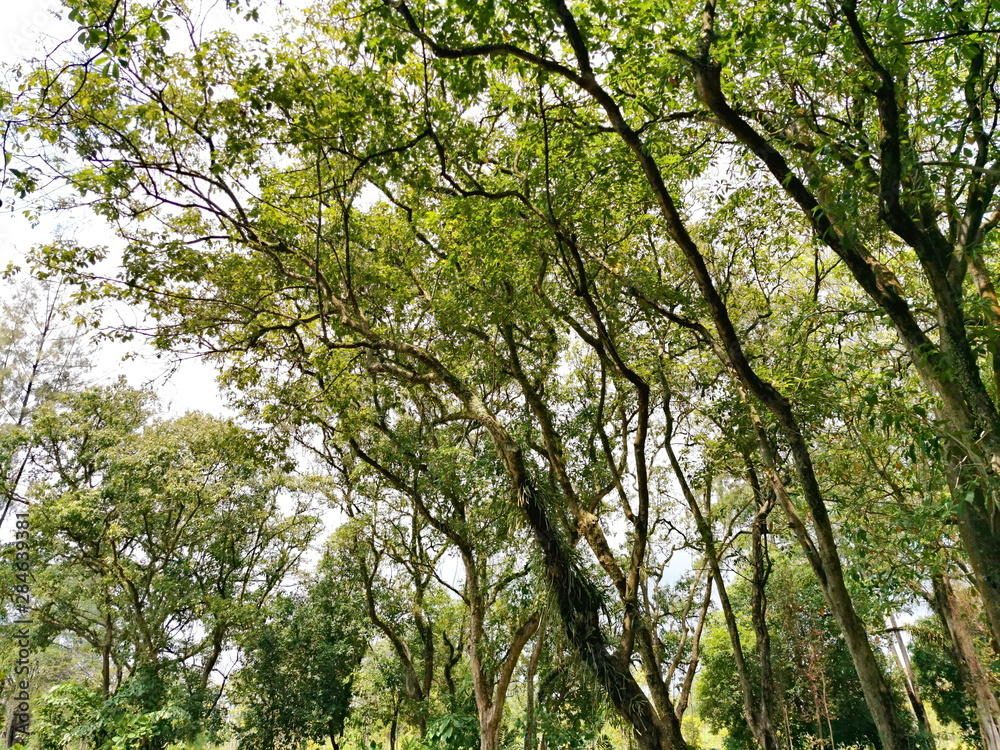 Fototapeta premium Trees in the jungle at Jurong Lake Gardens Singapore-Chinese Gardens Nature, Trees, Flowers, Quietness, Holiday, Travel, Family