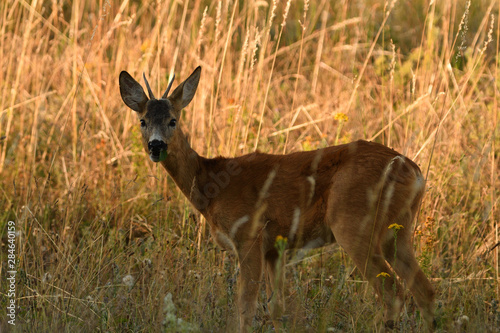 Roe buck walking hidden in the high grass close up