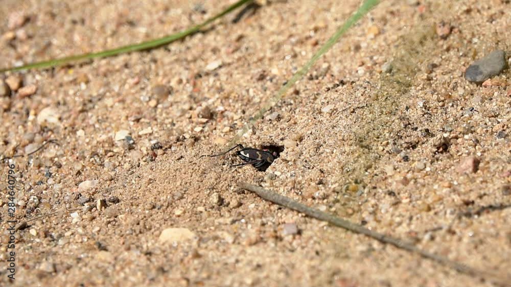 Northern Dune Tiger Beetle (Cicindela hybrida) runs past its mink and looks into it, slow motion. Slowed down 4 times