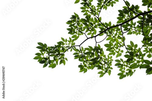 green tree branch isolated on white