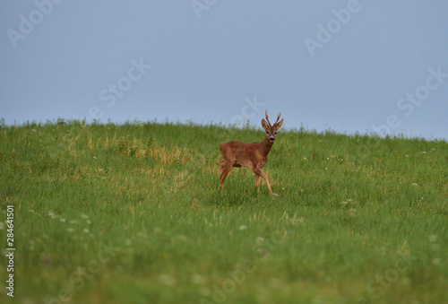 Fototapeta Naklejka Na Ścianę i Meble -  Roe deer walking on the meadow with green grass