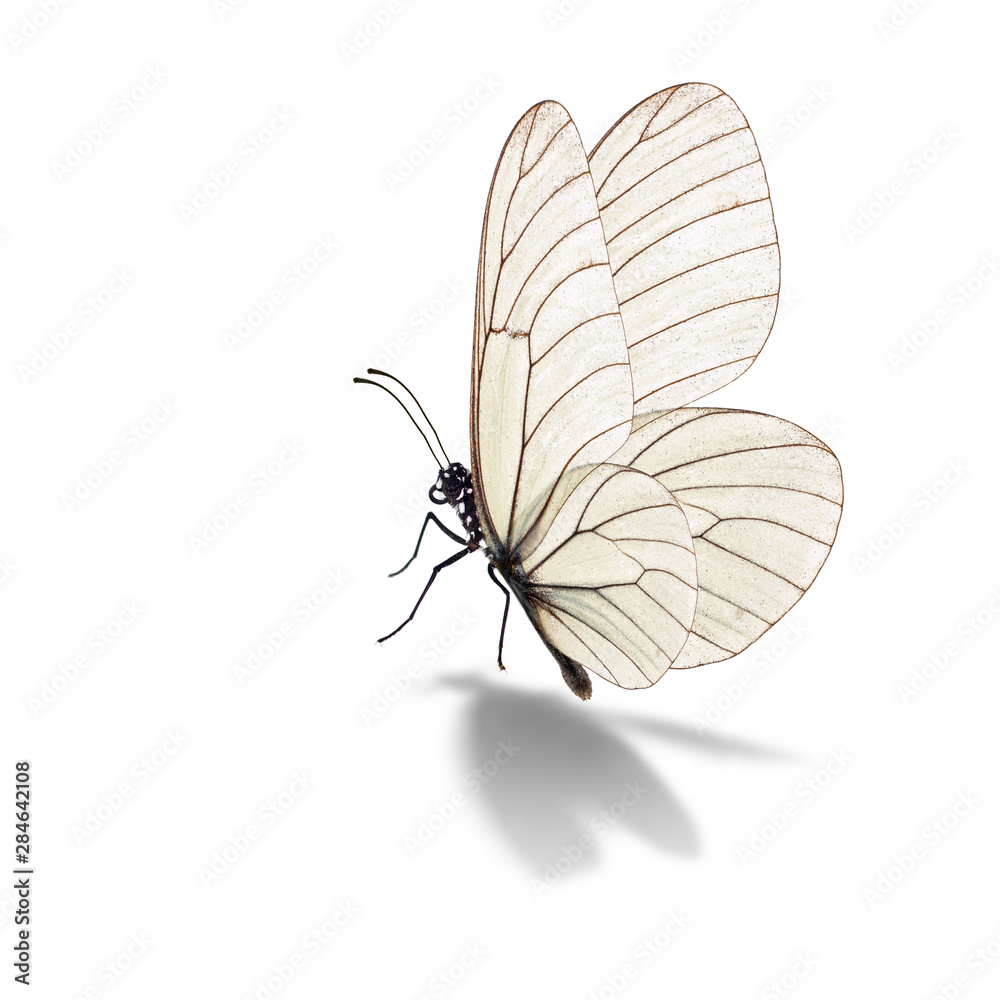 white butterfly white butterfly