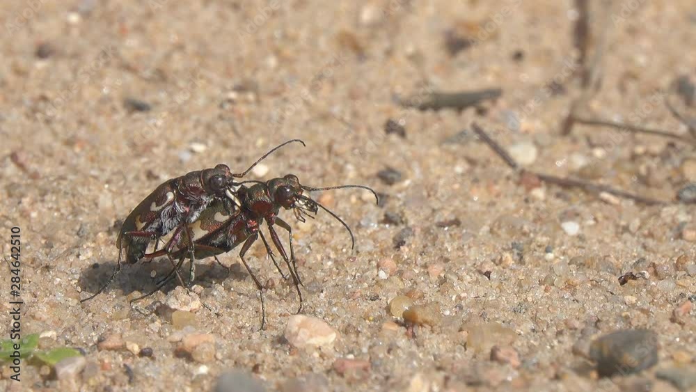 Coupling of a pair of Northern dune tiger beetles (Cicindela hybrida) Coupling of a pair of Northern dune tiger beetles (Cicindela hybrida)