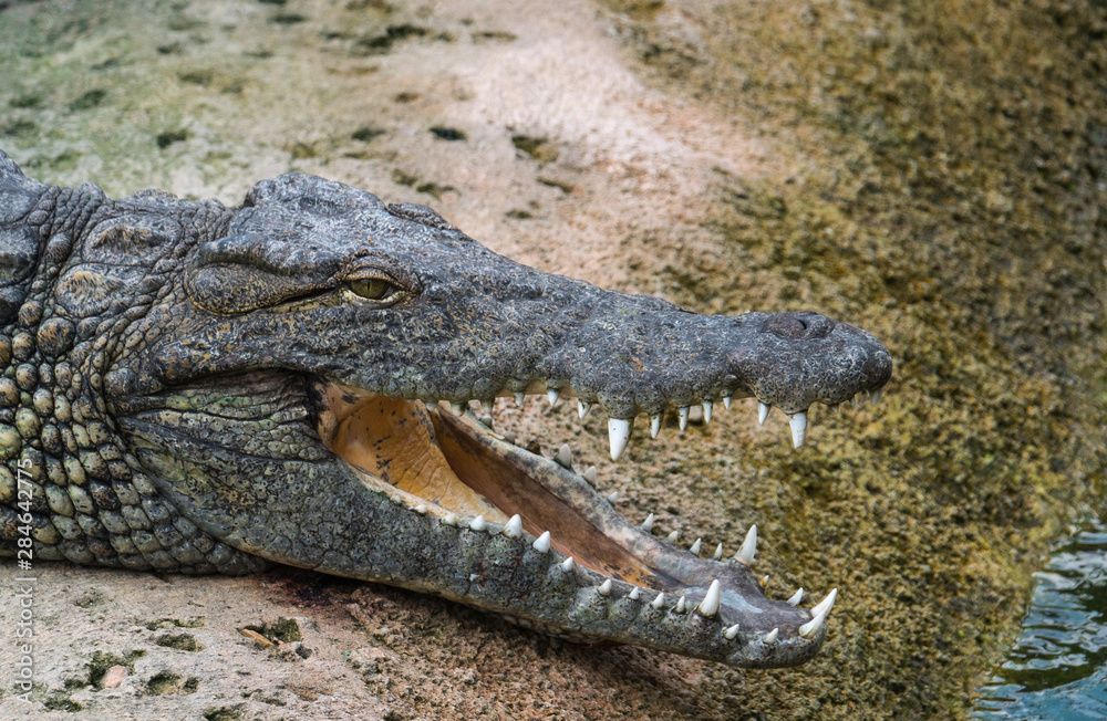 Obraz premium Crocodile