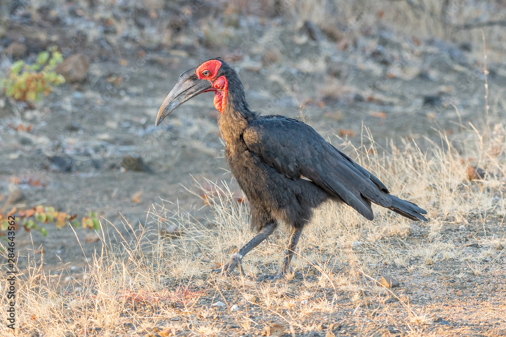 Naklejka premium Southern ground hornbill, Bucorvus leadbeateri, walking