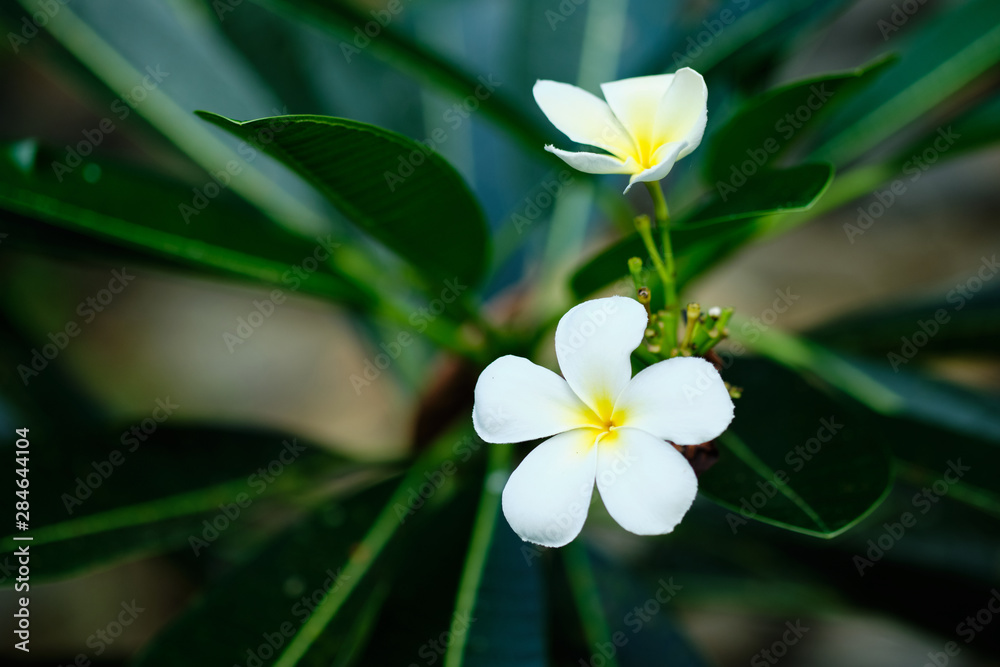Fototapeta premium Frangipani White Tropical Aroma Flower Tree. Plumeria Blossom