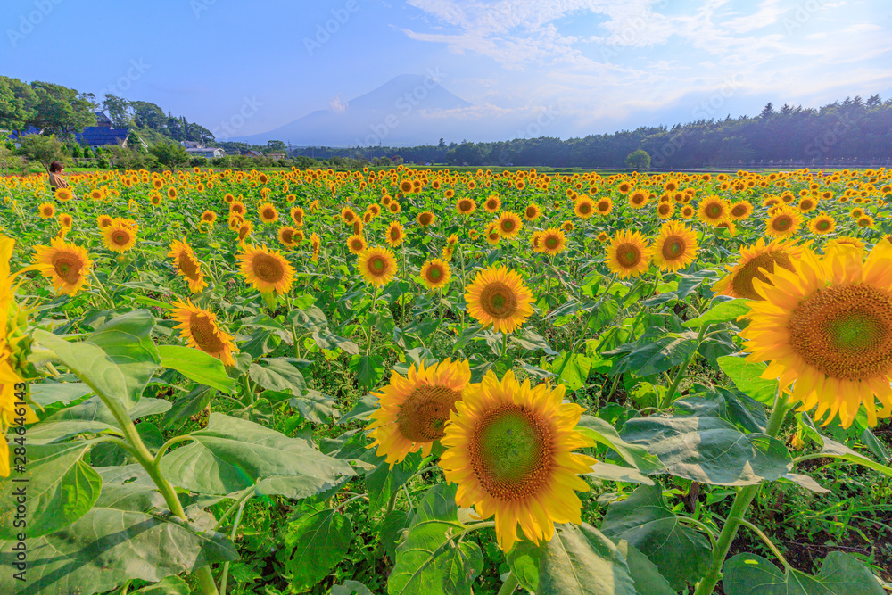 Naklejka premium 山梨県 向日葵