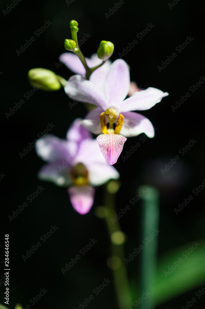 Pink orchid Pink orchid