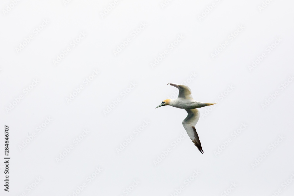 Obraz premium Fou de Bassan, Oiseau des Iles Féroé