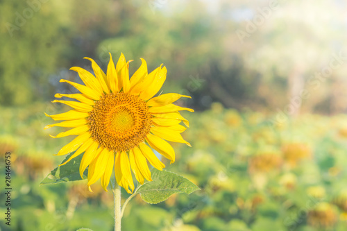 Soft  selective focus of sunflowers  blurry flower for background  colorful plants