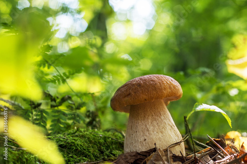 cep mushroom in sunny forest