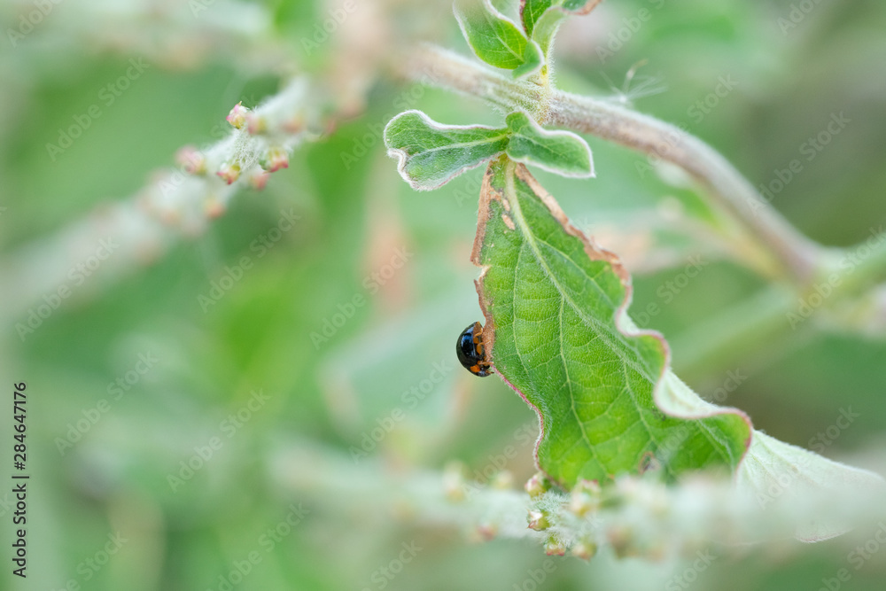 coccinelle sur feuille