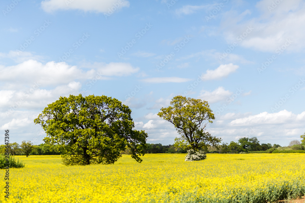 A bright yellow field of in bloom Rapeseed oil. A very common crop found throughout the Suffolk countryside