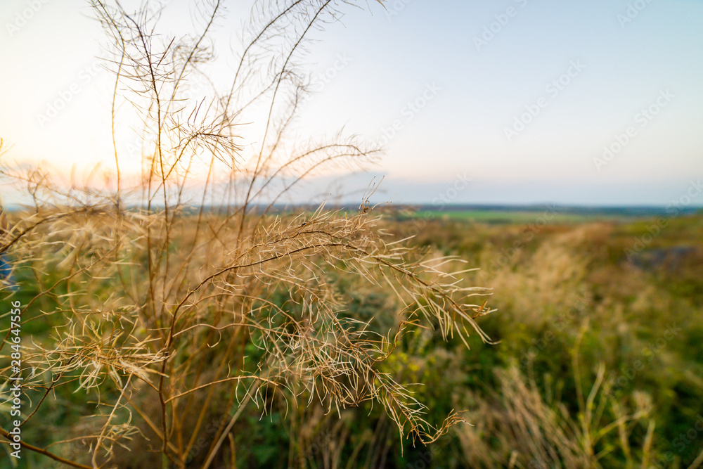 Fototapeta premium Dry wild flowers in sunlight rays on sunny meadow. Morning abstract background with field dry grass. Dry herbs on blurred background