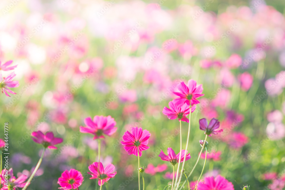Soft, selective focus of Cosmos, blurry flower for background, colorful plants Soft, selective focus of Cosmos, blurry flower for background, colorful plants